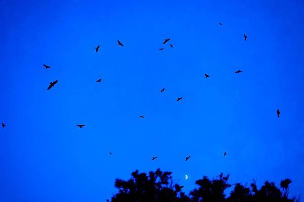 IMG_4666.JPG IMG_4666.JPG