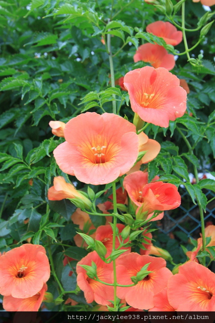 IMG_1152.JPG IMG_1152.JPG