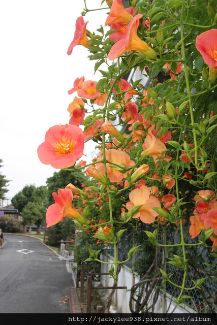 IMG_1156.JPG IMG_1156.JPG