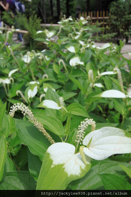 IMG_1995.JPG IMG_1995.JPG