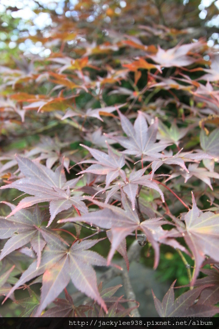 IMG_2020.JPG IMG_2020.JPG