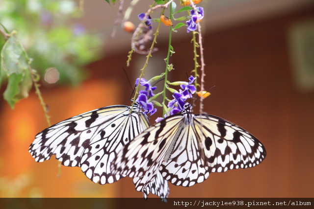 IMG_5479.JPG IMG_5479.JPG