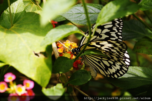 IMG_5483.JPG IMG_5483.JPG