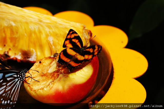 IMG_5489.JPG IMG_5489.JPG