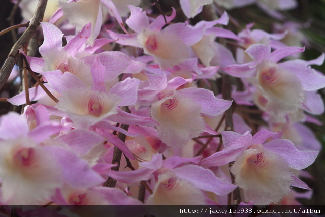 IMG_5548.JPG IMG_5548.JPG