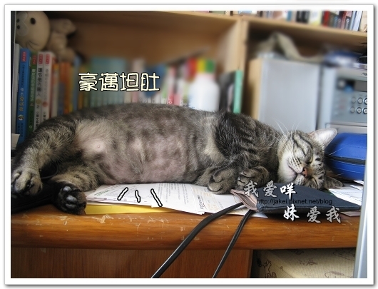 100507 肚菇班貓 10.jpg 100507 肚菇班貓 10.jpg