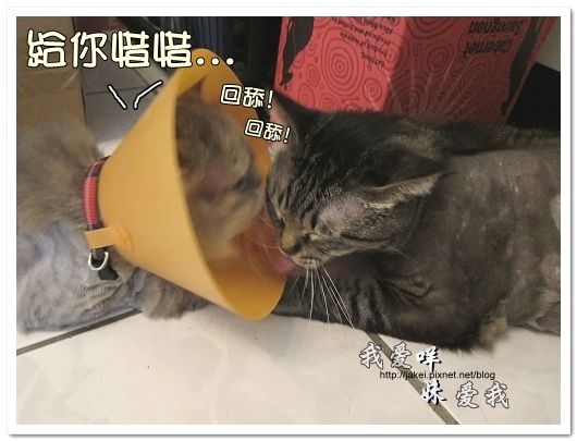 100505 雙貓嚕毛 24.jpg 100505 雙貓嚕毛 24.jpg