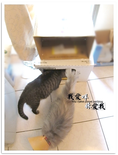 100418 箱貓 08.jpg
