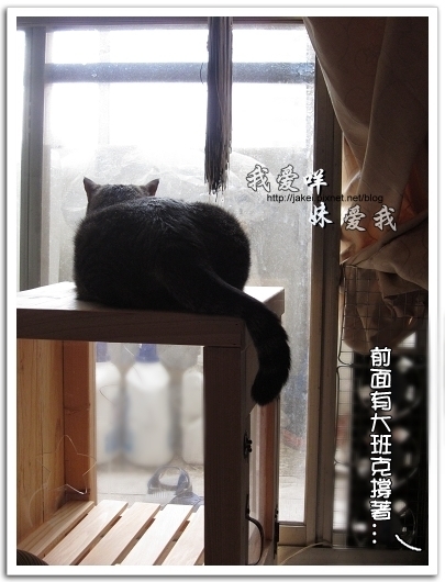 100505 雙貓嚕毛 09.jpg 100505 雙貓嚕毛 09.jpg
