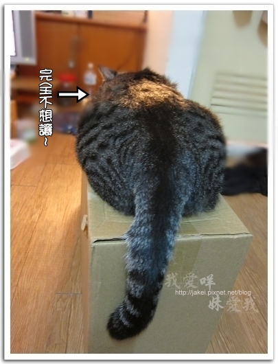 100423 有個高箱子 09.jpg