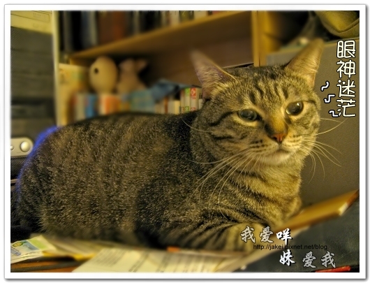 100507 肚菇班貓 02.jpg 100507 肚菇班貓 02.jpg