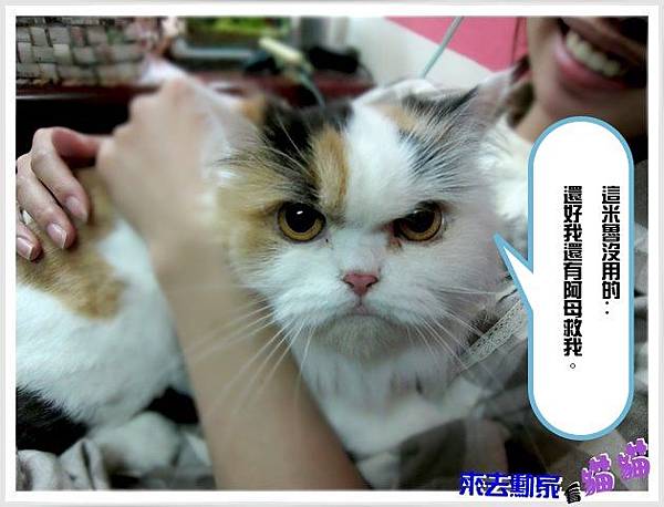 20120413 小公主 14 20120413 小公主 14