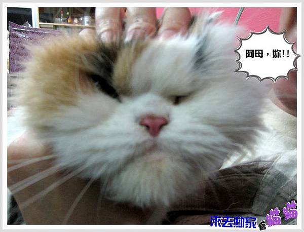 20120413 小公主 16 20120413 小公主 16