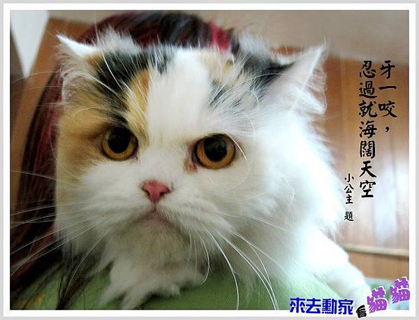 20120413 小公主 09 20120413 小公主 09