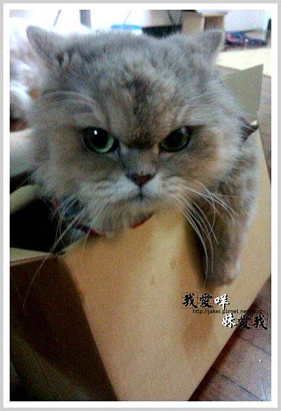 20120504 大頭貓 01 20120504 大頭貓 01