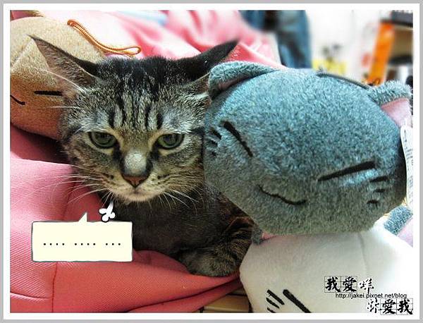 20120504 大頭貓 08 20120504 大頭貓 08