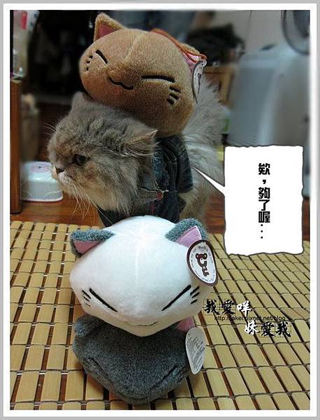 20120504 大頭貓 11 20120504 大頭貓 11