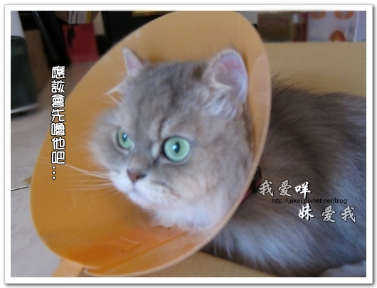 100505 雙貓嚕毛 10.jpg 100505 雙貓嚕毛 10.jpg