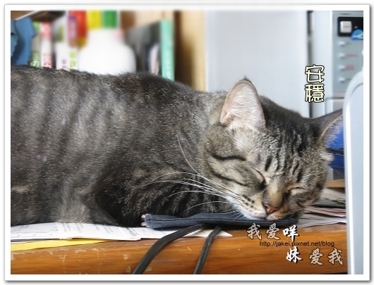 100507 肚菇班貓 08.jpg 100507 肚菇班貓 08.jpg