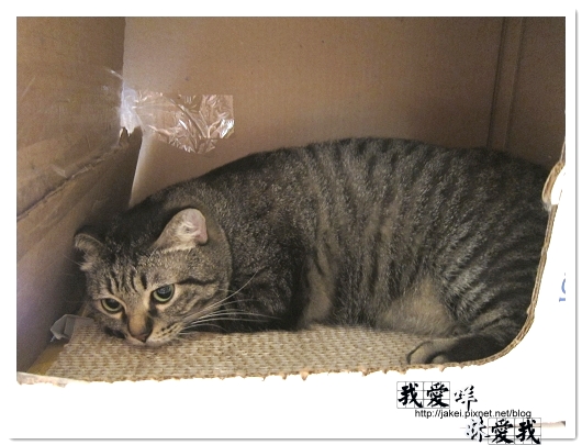 100418 箱貓 04.jpg