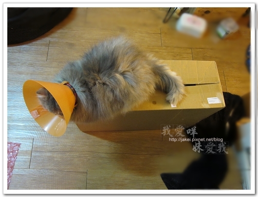 100423 有個高箱子 10.jpg