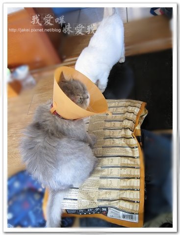 2010-07-11 飼料與電剪 01.jpg 2010-07-11 飼料與電剪 01.jpg