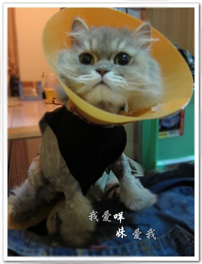 100514 不要舔肚子22.jpg 100514 不要舔肚子22.jpg
