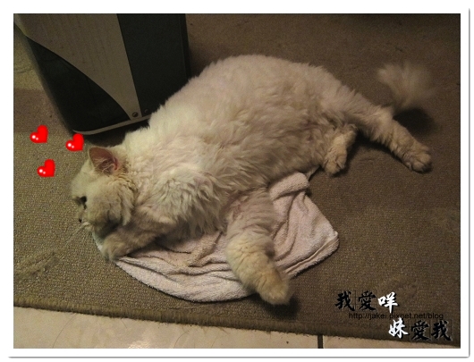 100320 球球來作客 05.jpg