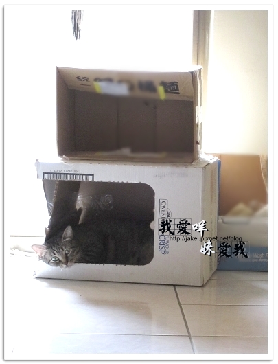 100418 箱貓 01.jpg