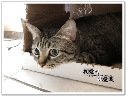 100418 箱貓 18.jpg