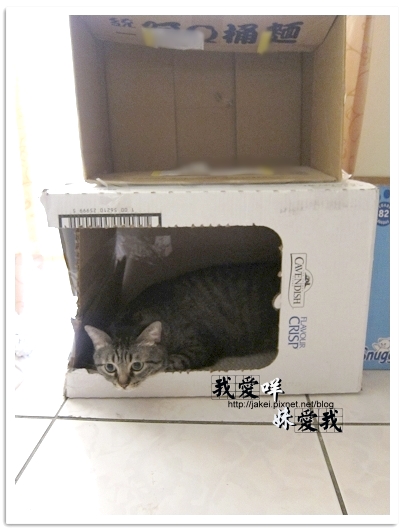 100418 箱貓 17.jpg