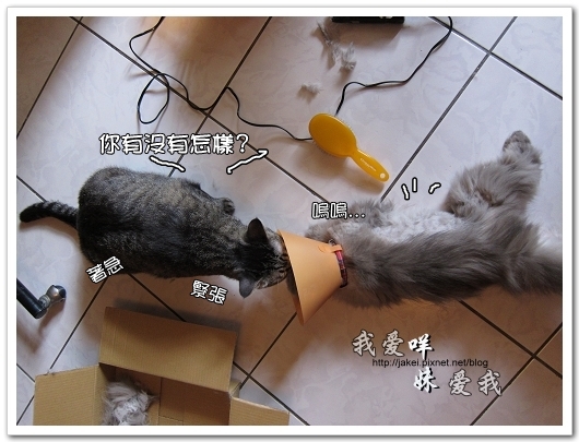 100505 雙貓嚕毛 13.jpg 100505 雙貓嚕毛 13.jpg