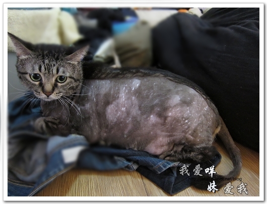 100505 雙貓嚕毛 29.jpg 100505 雙貓嚕毛 29.jpg