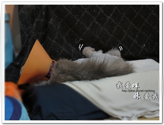 100505 雙貓嚕毛 56.jpg