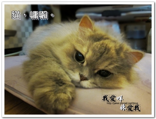 100320 慵懶 07.jpg 100320 慵懶 07.jpg
