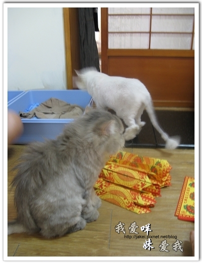 100620 紙蓮花 18.jpg 100620 紙蓮花 18.jpg