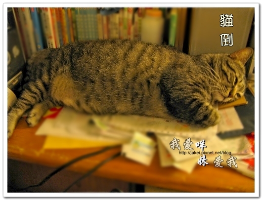100507 肚菇班貓 03.jpg 100507 肚菇班貓 03.jpg