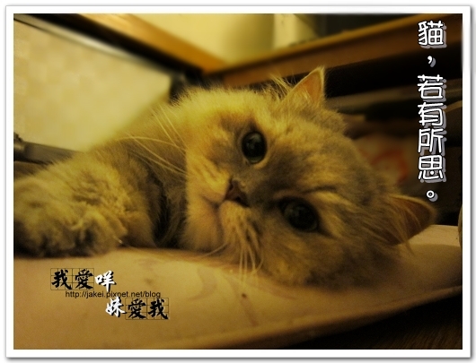 100320 慵懶 09.jpg
