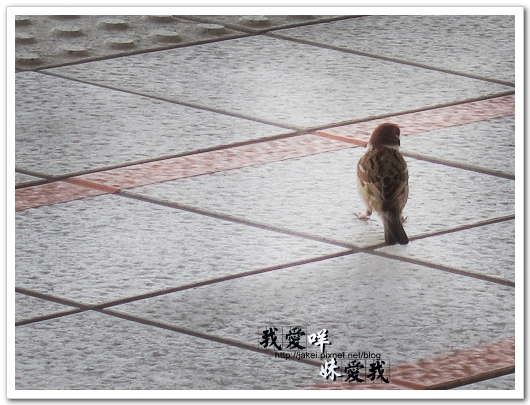 100410 鶯歌飄_04.jpg