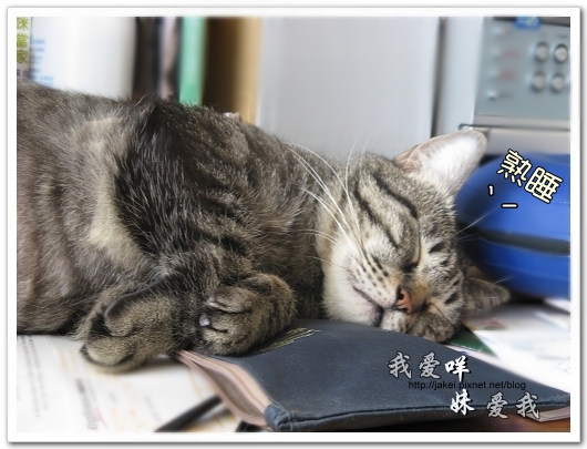 100507 肚菇班貓 12.jpg 100507 肚菇班貓 12.jpg