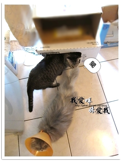 100418 箱貓 09.jpg