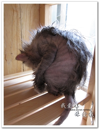 100505 雙貓嚕毛 25.jpg 100505 雙貓嚕毛 25.jpg