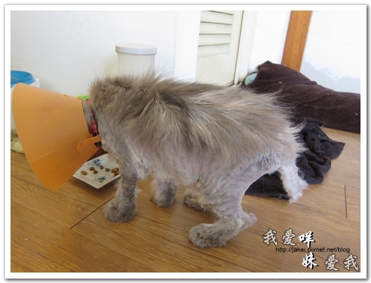 100505 雙貓嚕毛 28.jpg 100505 雙貓嚕毛 28.jpg