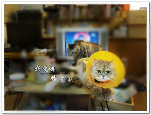 100505 雙貓嚕毛 52.jpg
