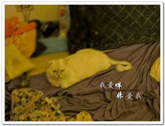 100708 團購- 雙頭電扇 19.jpg 100708 團購- 雙頭電扇 19.jpg