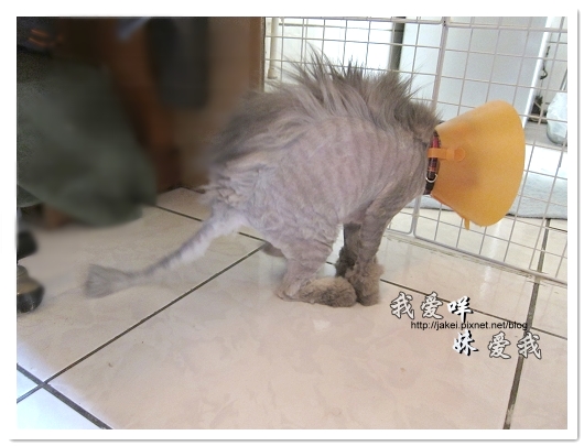 100505 雙貓嚕毛 15.jpg 100505 雙貓嚕毛 15.jpg