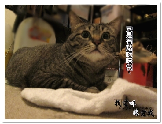 100320 球球來作客 10.jpg