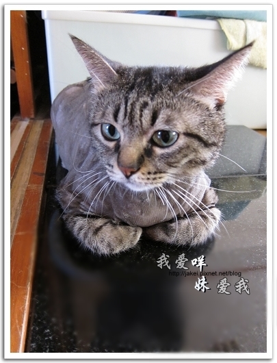 100505 雙貓嚕毛 35.jpg 100505 雙貓嚕毛 35.jpg