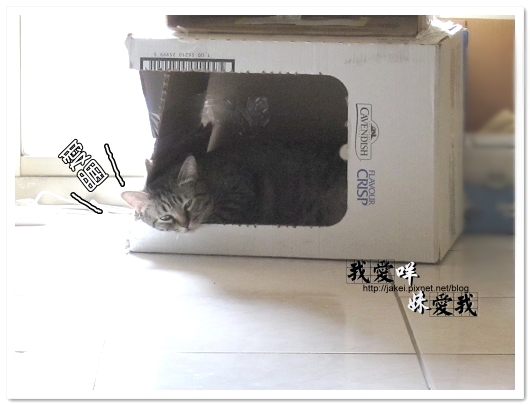 100418 箱貓 02.jpg