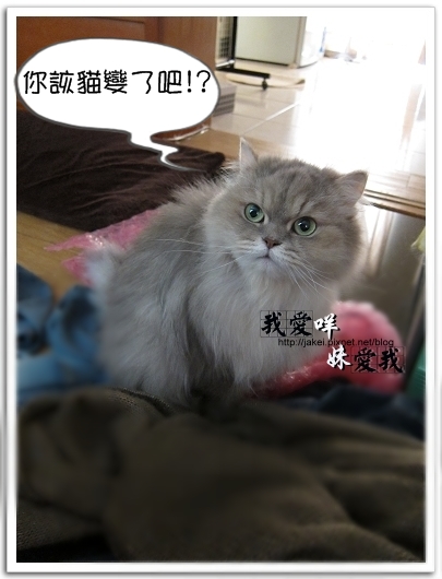 100326 班克愛懶骨頭 10.jpg